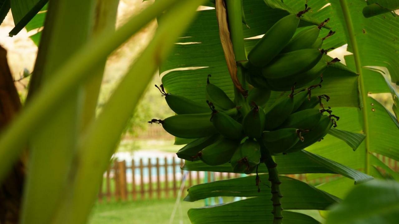 Tropical Studio Orgiva Extérieur photo
